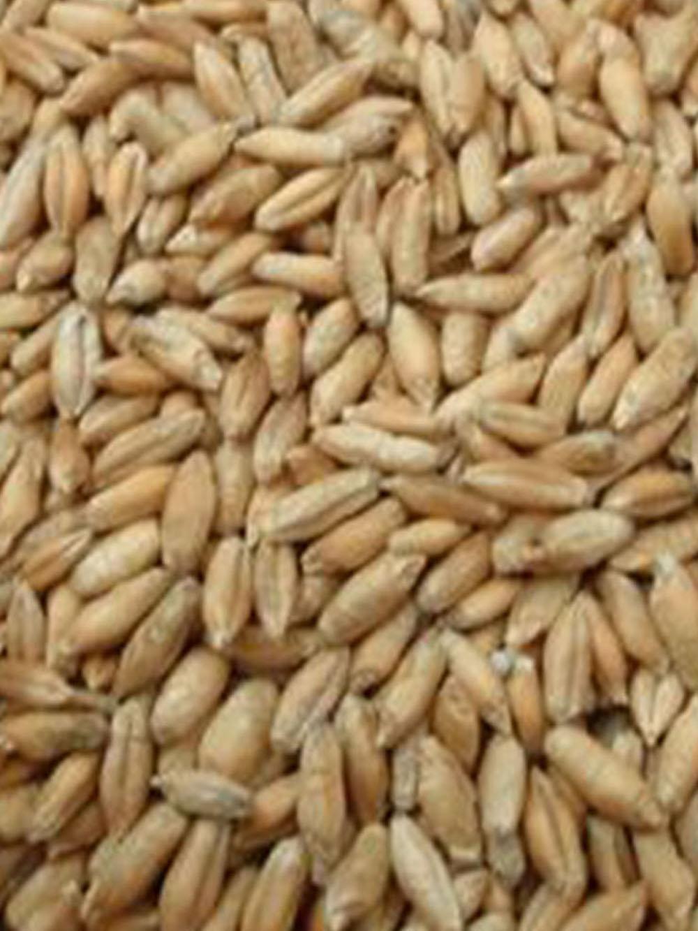 Winter Triticale